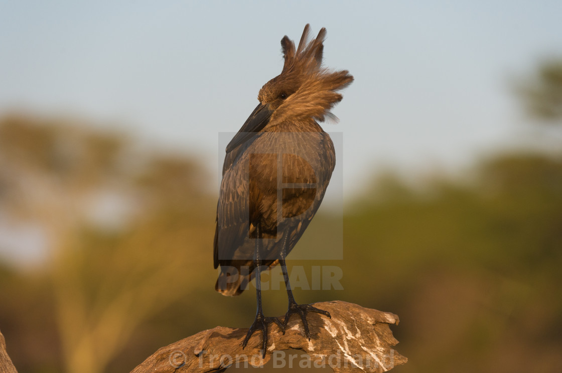 "Hamerkop" stock image