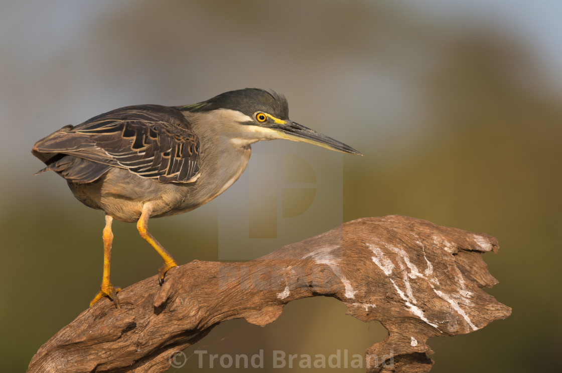 "Striated heron" stock image