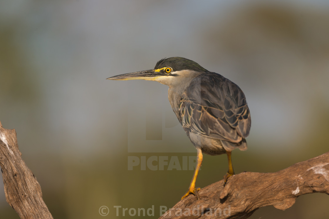 "Striated heron" stock image