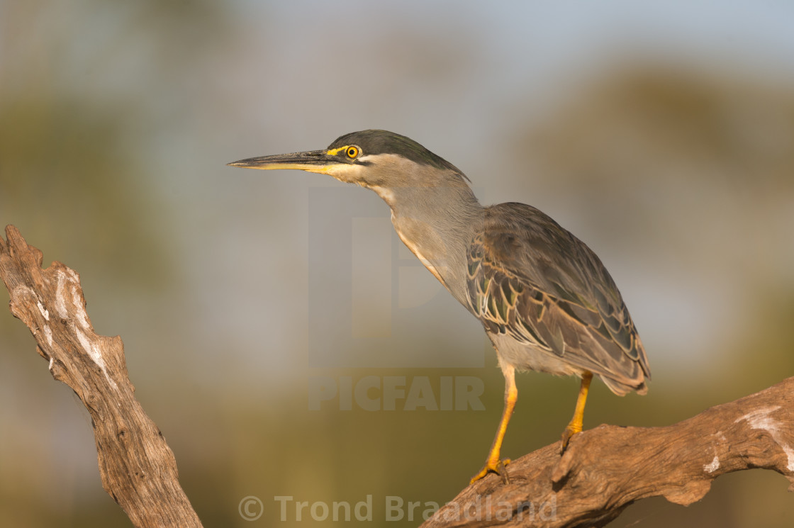 "Striated heron" stock image