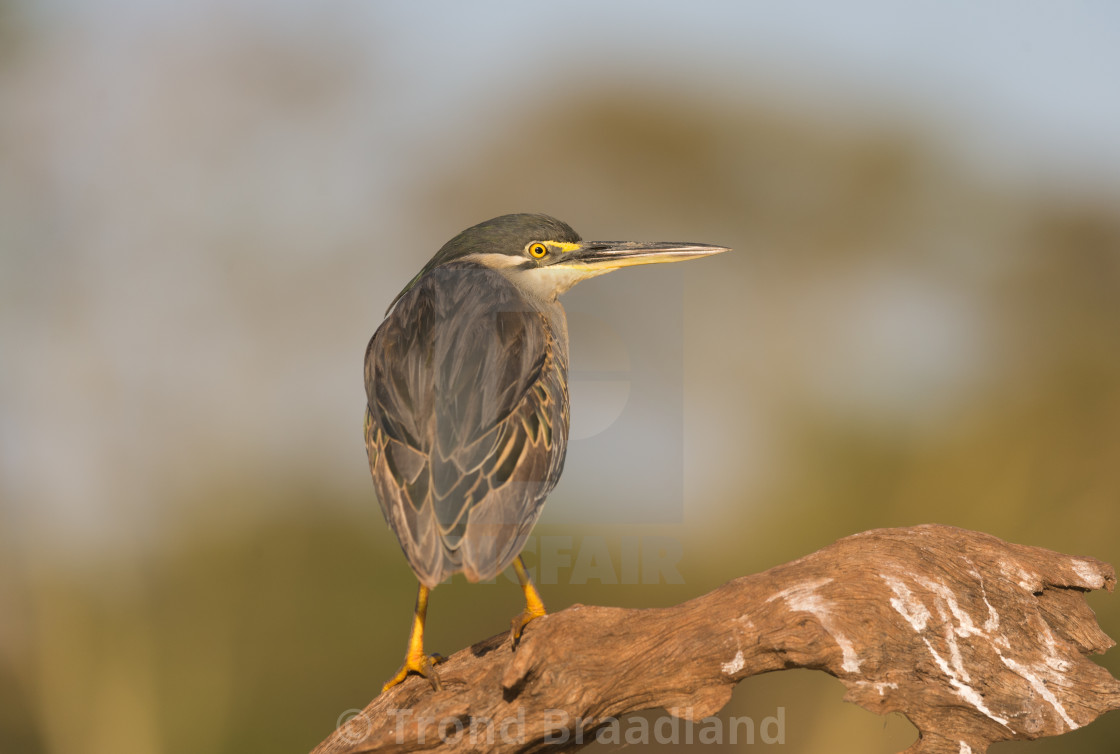 "Striated heron" stock image