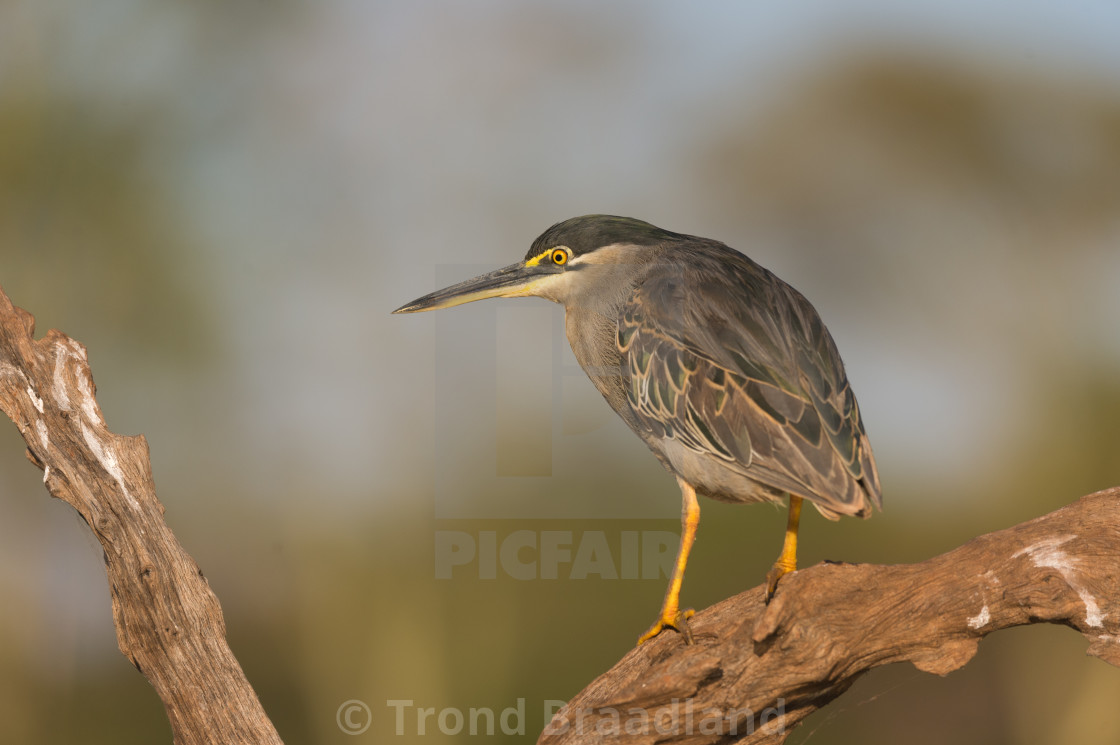 "Striated heron" stock image