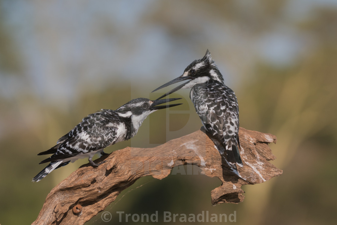 "Pied kingfishers" stock image