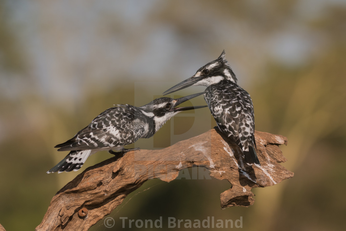 "Pied kingfishers" stock image