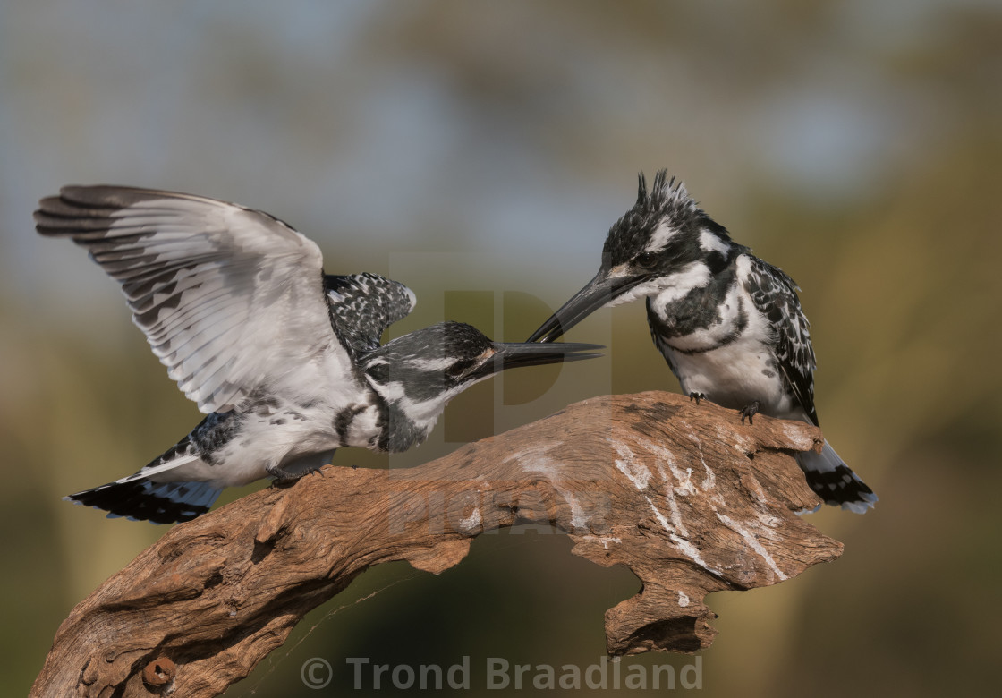 "Pied kingfishers" stock image