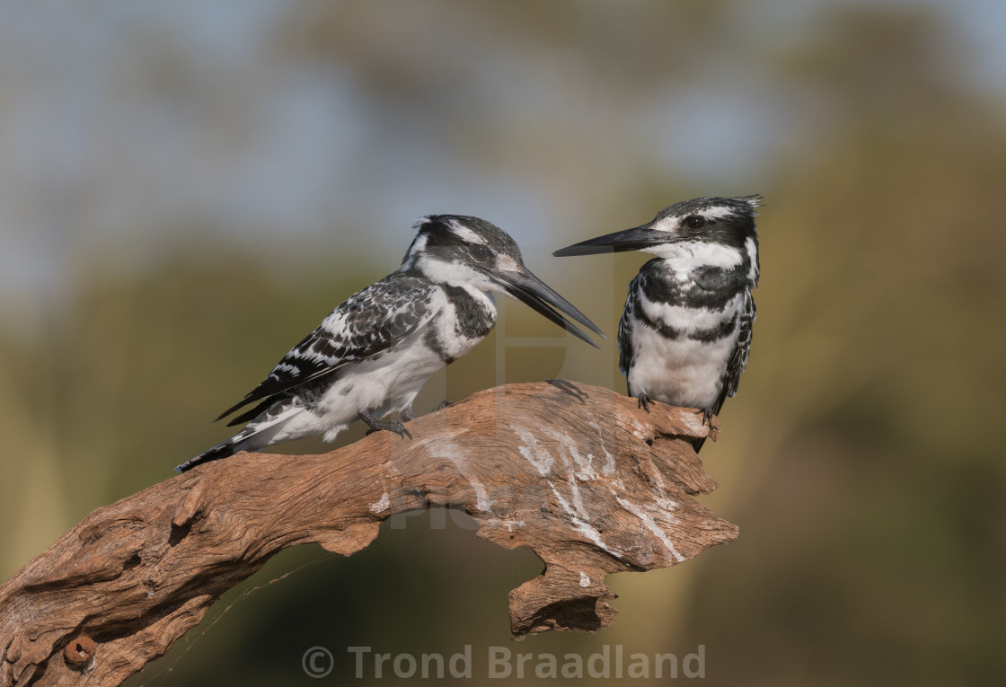 "Pied kingfisher males" stock image