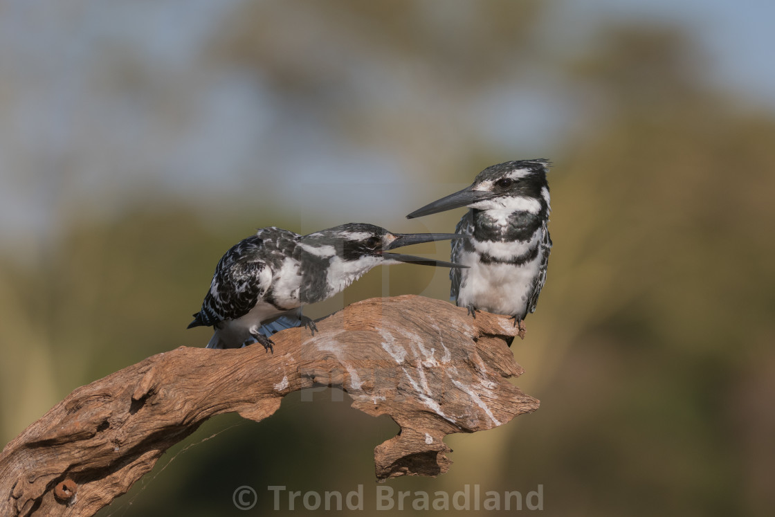 "Pied kingfisher males" stock image