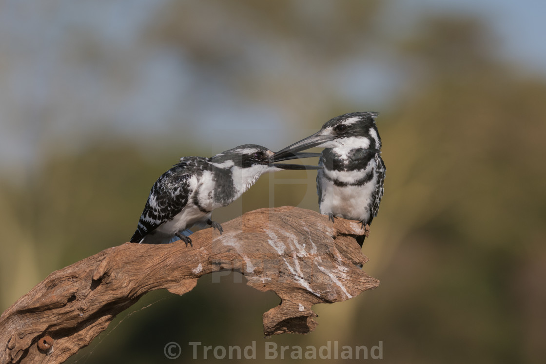 "Pied kingfisher males" stock image