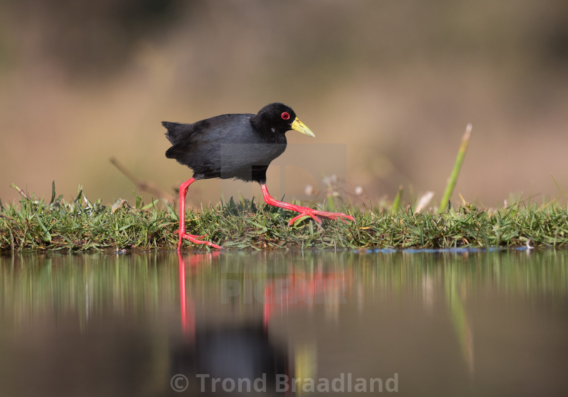 "Black crake" stock image