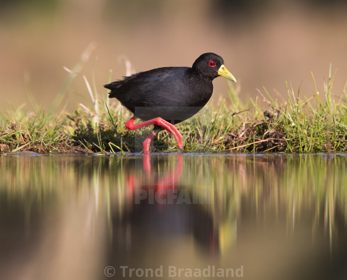 "Black crake" stock image