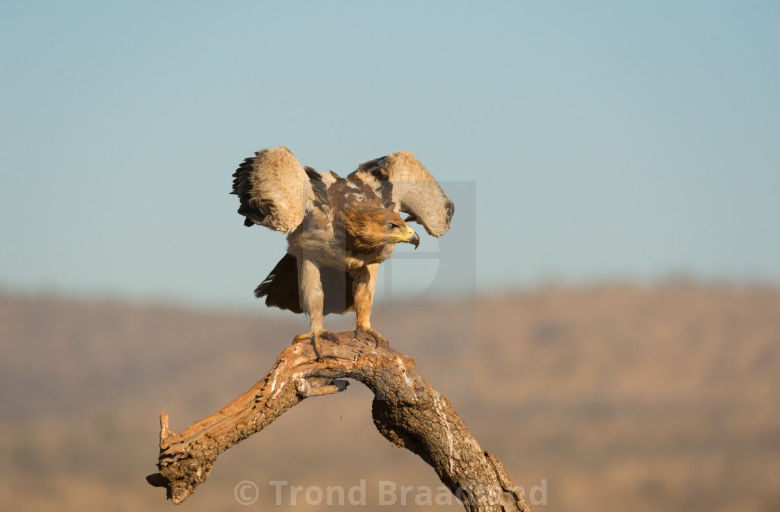 "Tawny eagle" stock image