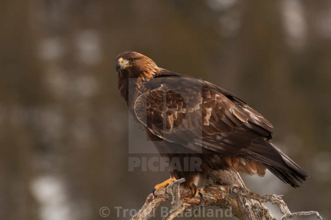 "Golden eagle" stock image