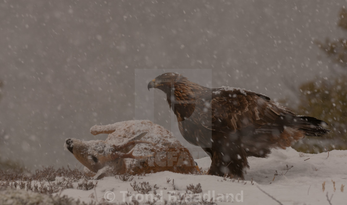 "Golden eagle" stock image