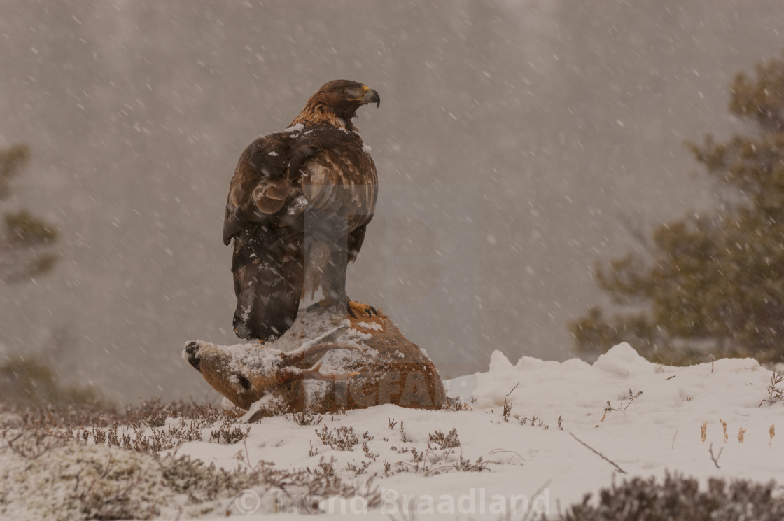 "Golden eagle" stock image