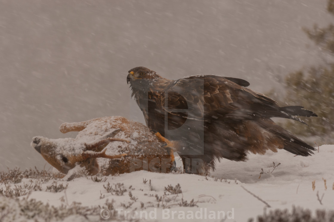 "Golden eagle" stock image