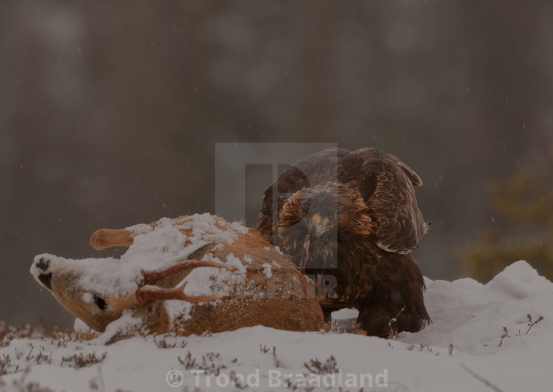 "Golden eagle" stock image