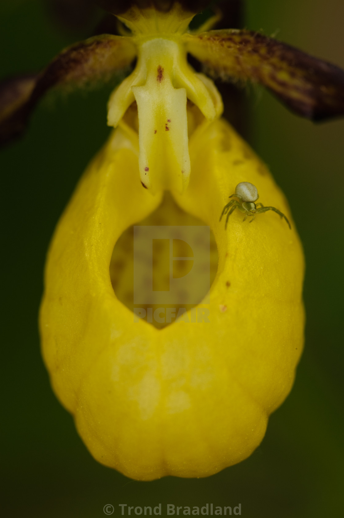 "Crab spider on yellow lady's slipper" stock image