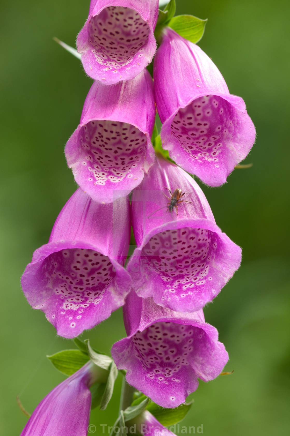 "Common foxglove" stock image