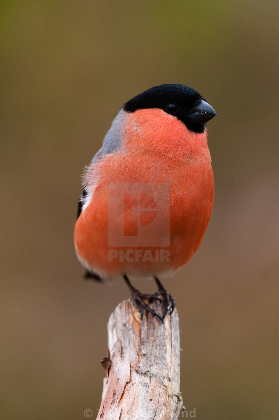 "Common bullfinch" stock image