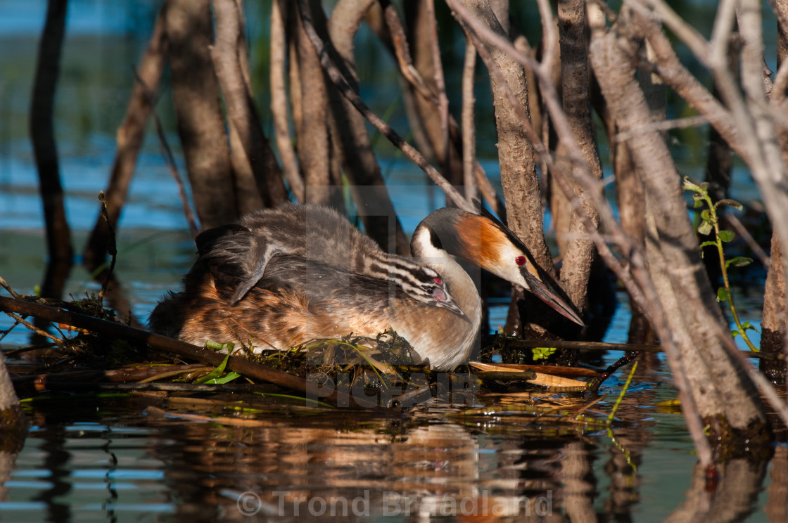 "Great crested grebe" stock image