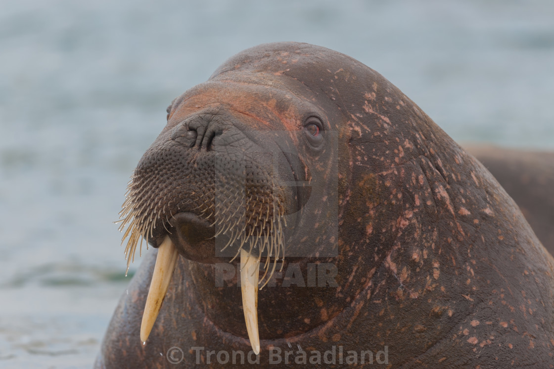 "Walrus" stock image