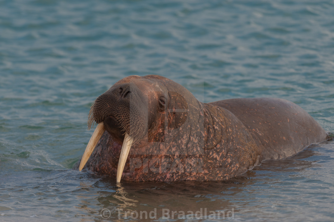 "Walrus" stock image