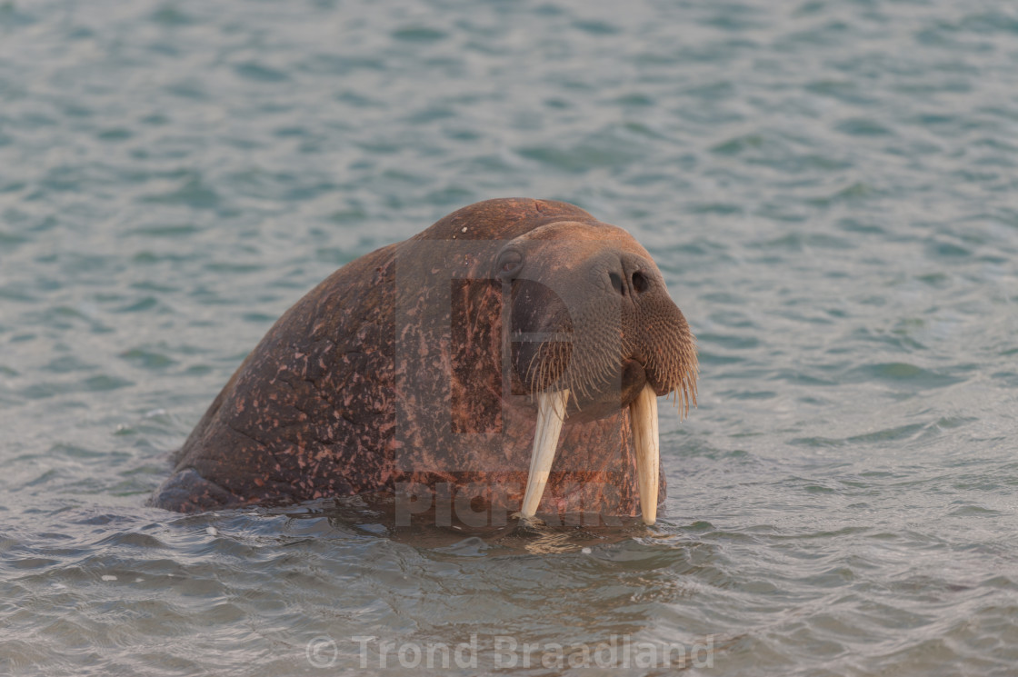 "Walrus" stock image