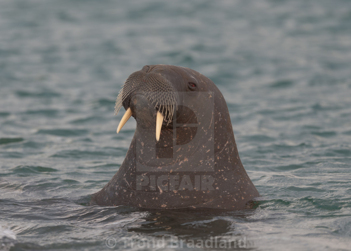 "Walrus" stock image