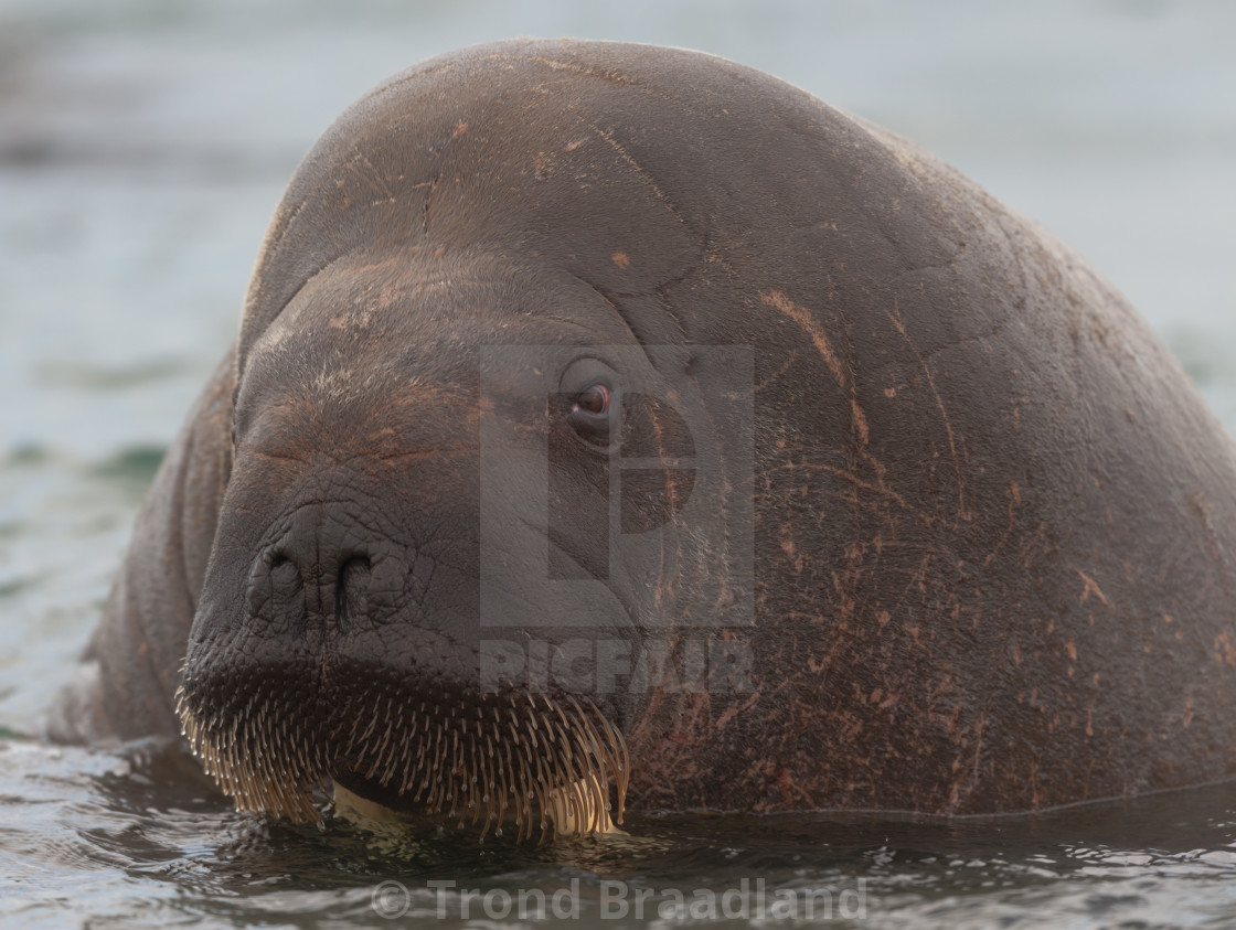 "Walrus" stock image