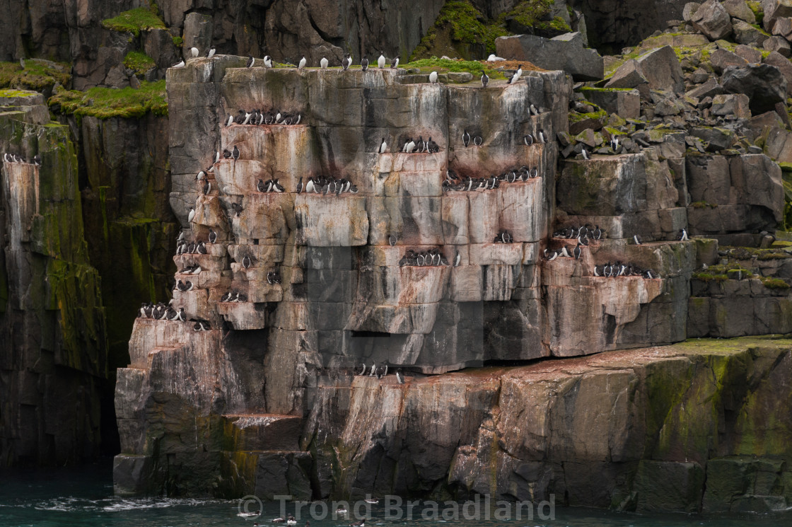 "Alkefjellet on Spitsbergen" stock image