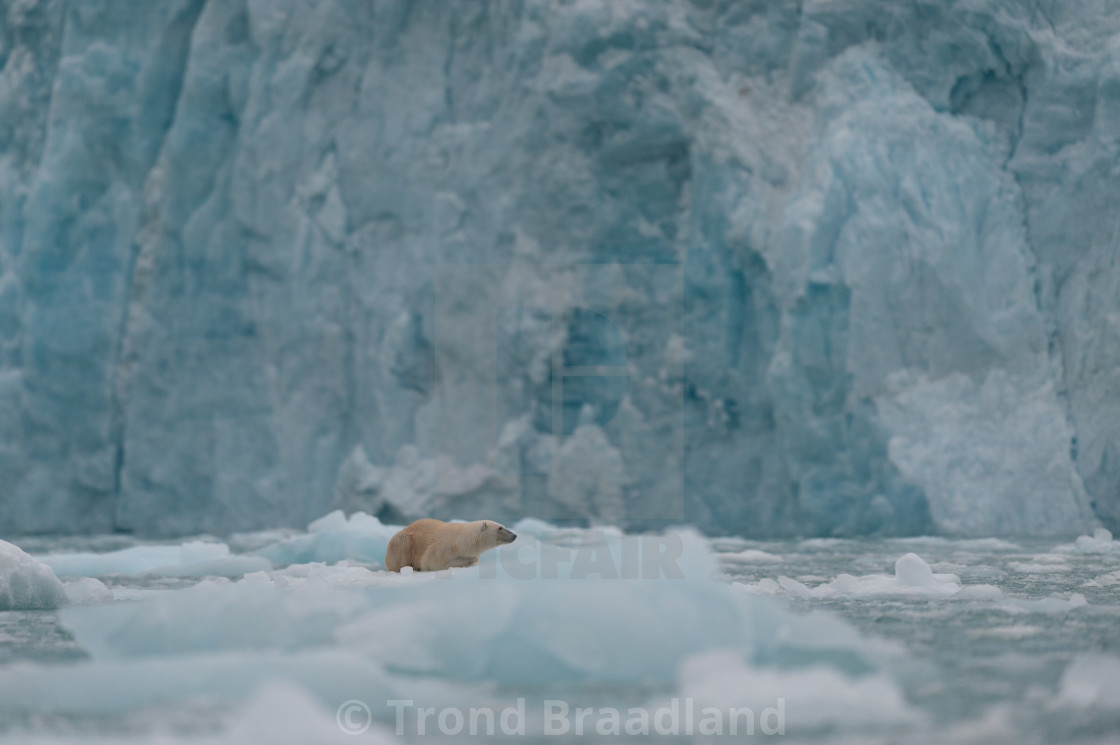 "Polar bear in ice" stock image