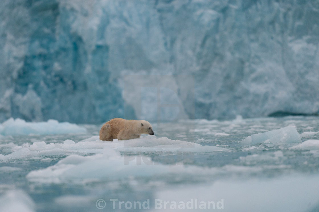 "Polar bear in ice" stock image