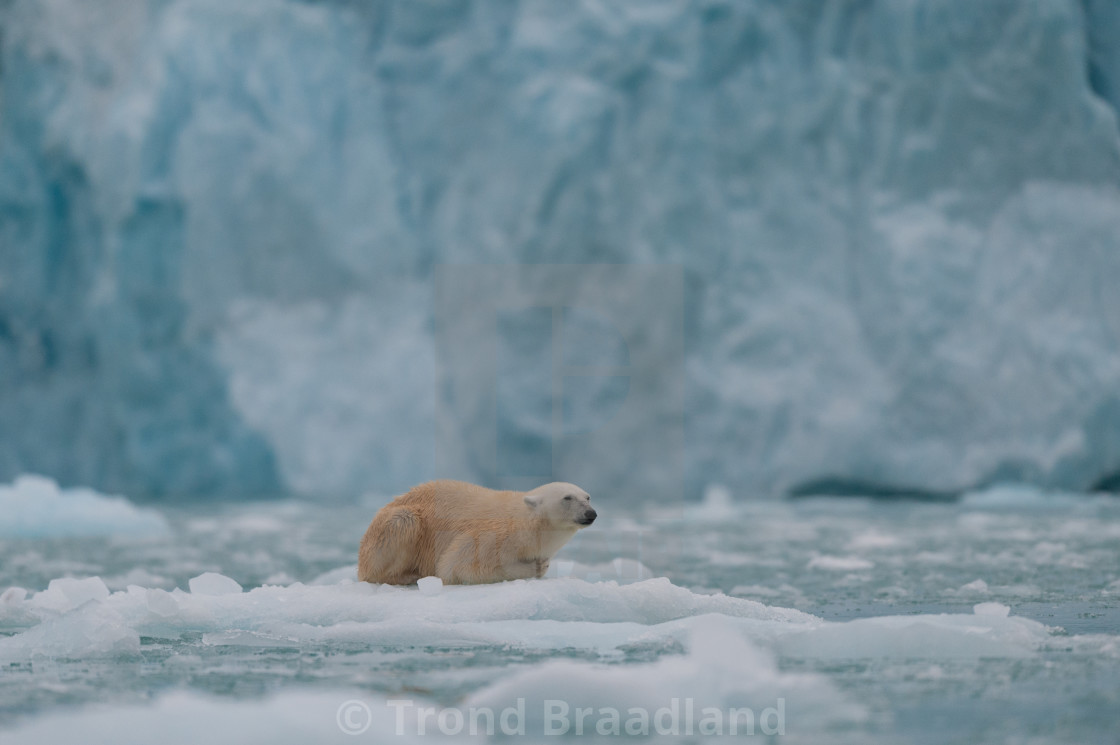 "Polar bear in ice" stock image