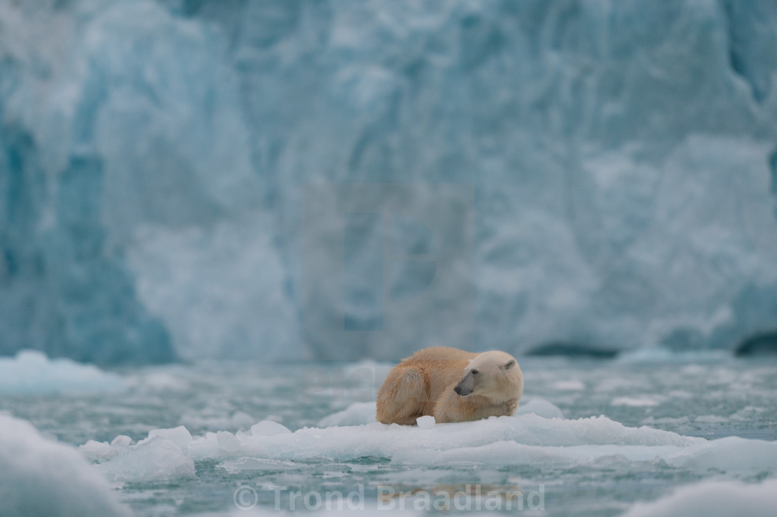 "Polar bear in ice" stock image