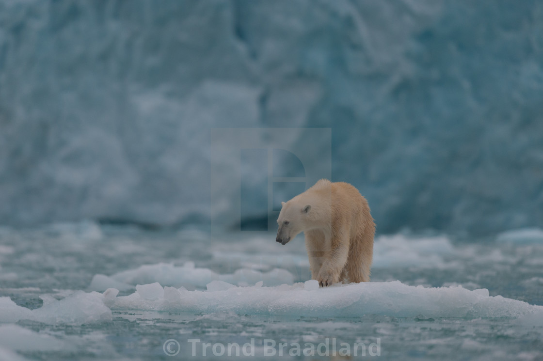 "Polar bear in ice" stock image