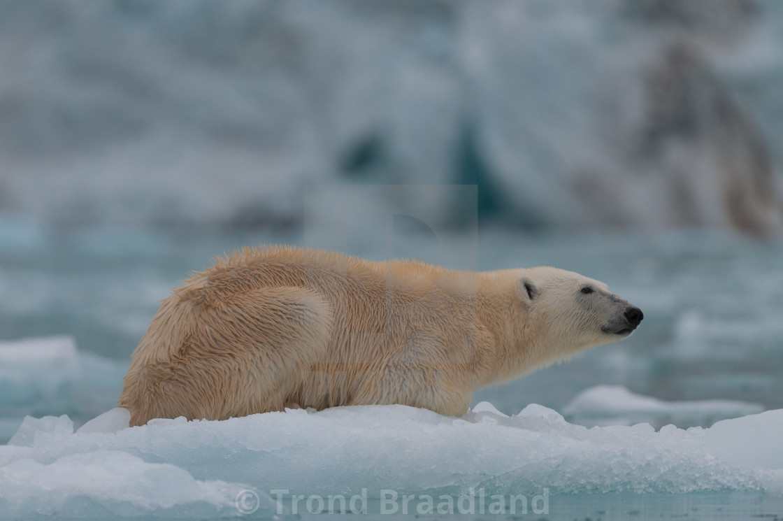 "Polar bear" stock image