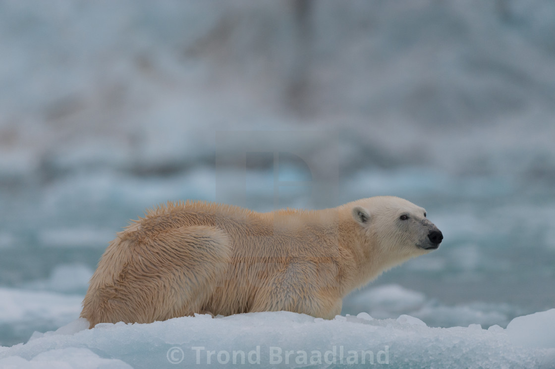 "Polar bear" stock image