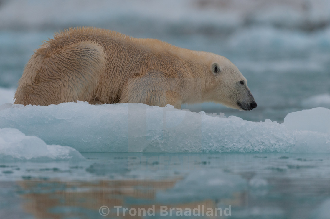 "Polar bear" stock image