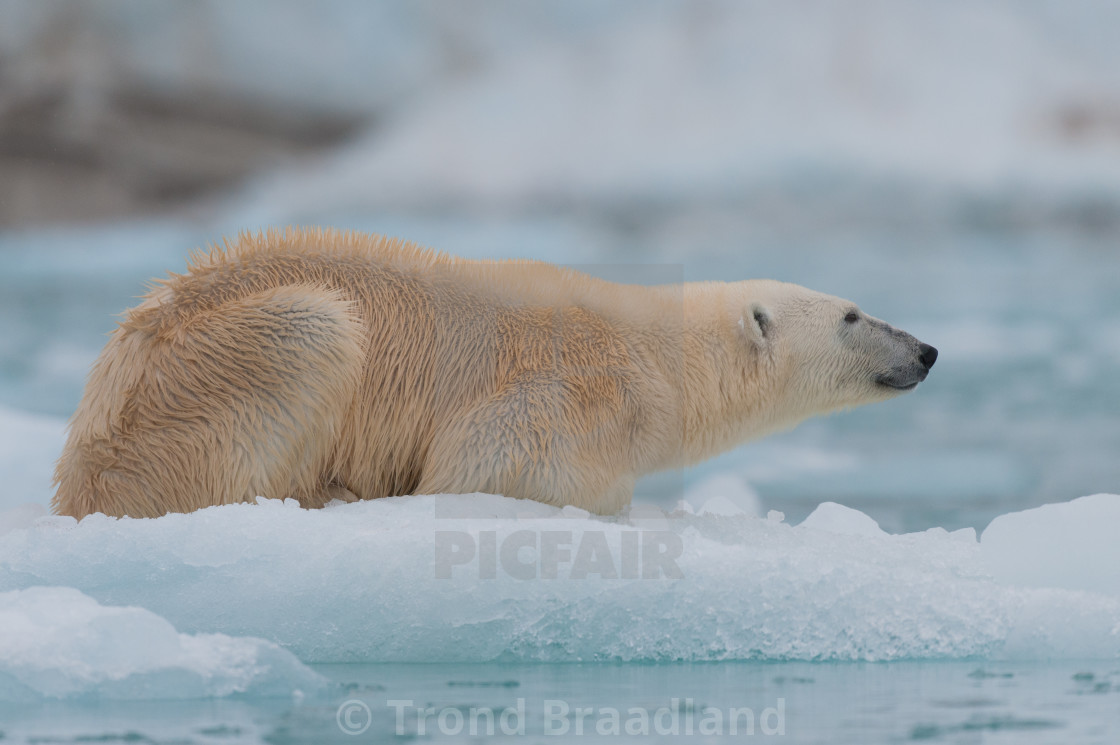 "Polar bear" stock image