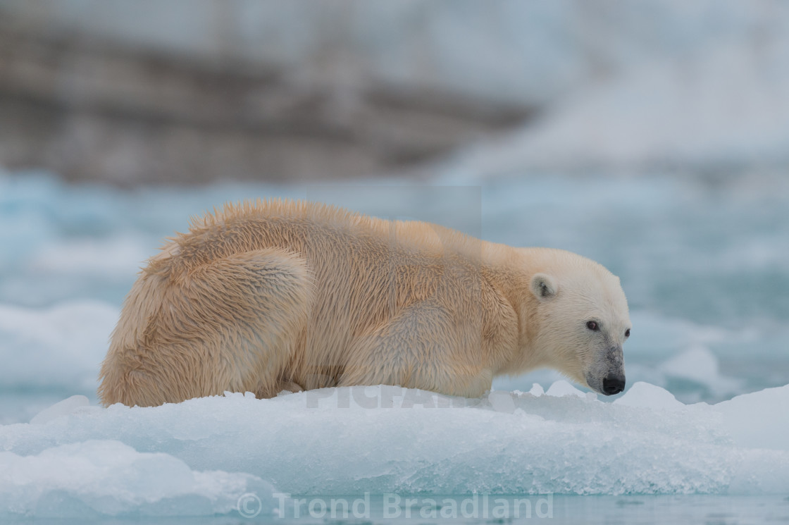 "Polar bear" stock image