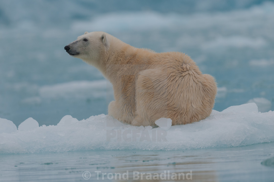 "Polar bear" stock image