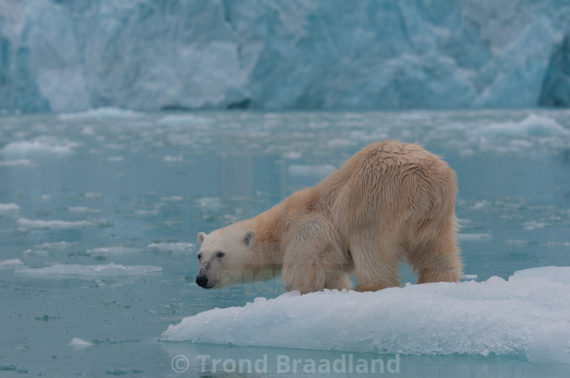 "Polar bear" stock image