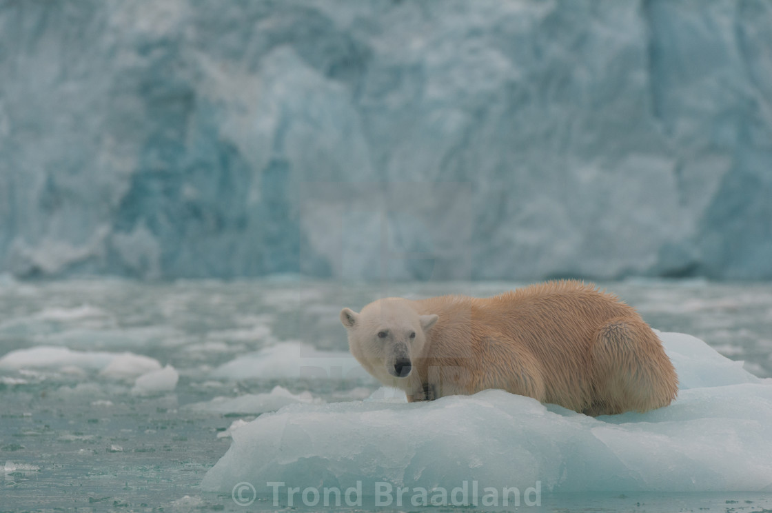 "Polar bear" stock image