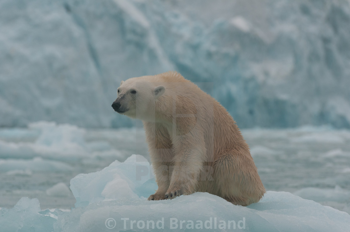 "Polar bear" stock image