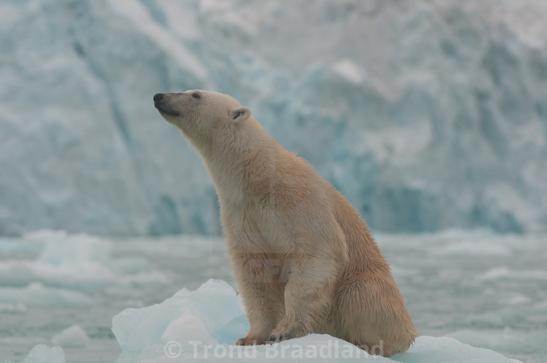 "Polar bear" stock image