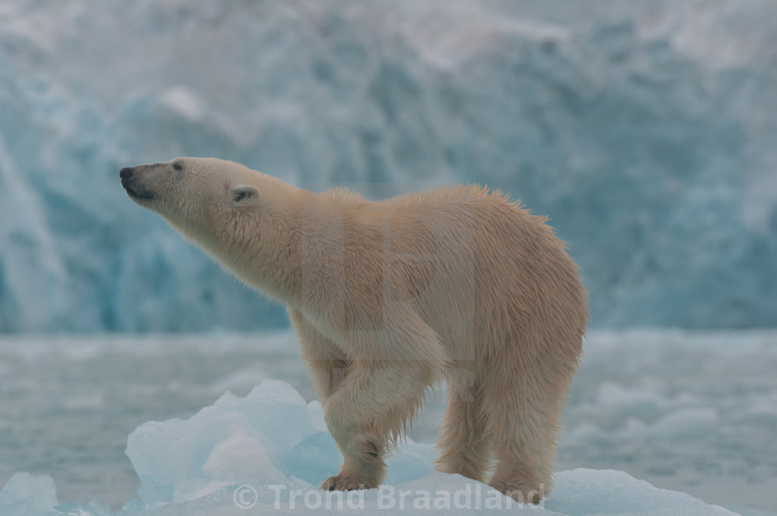 "Polar bear" stock image