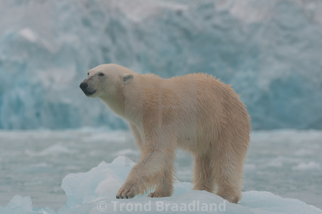 "Polar bear" stock image