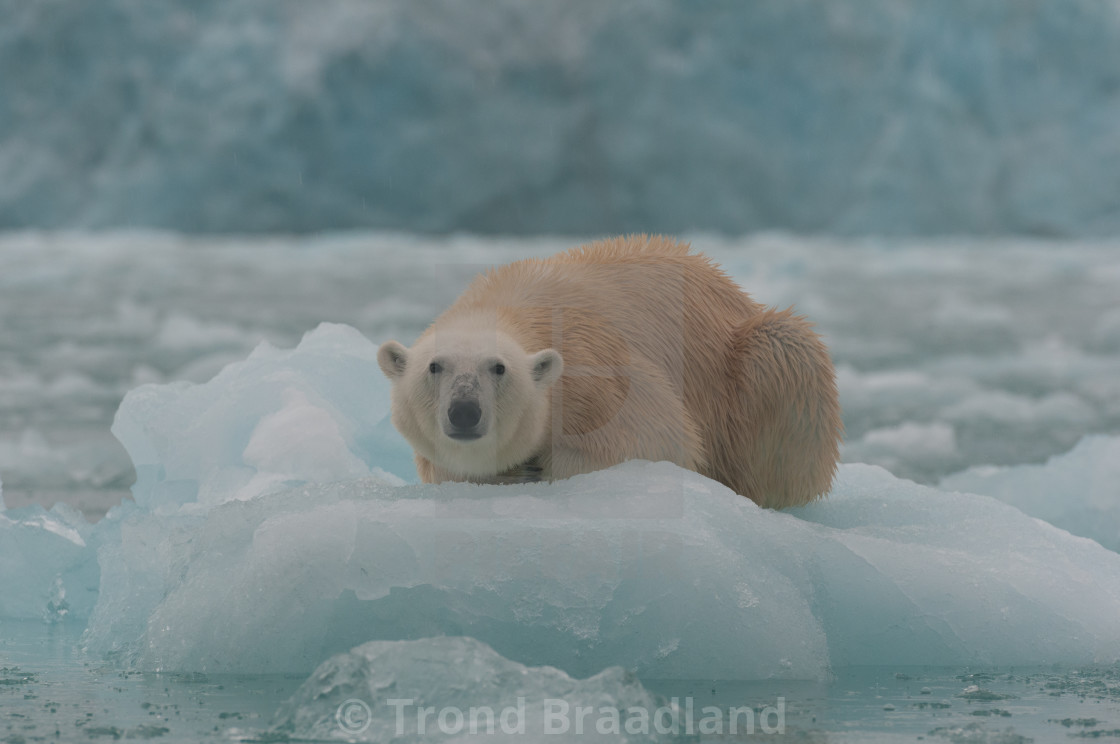 "Polar bear" stock image