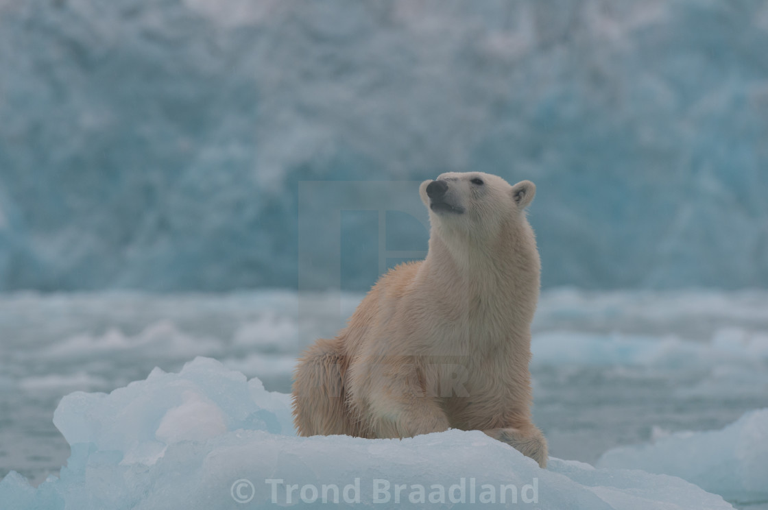 "Polar bear" stock image