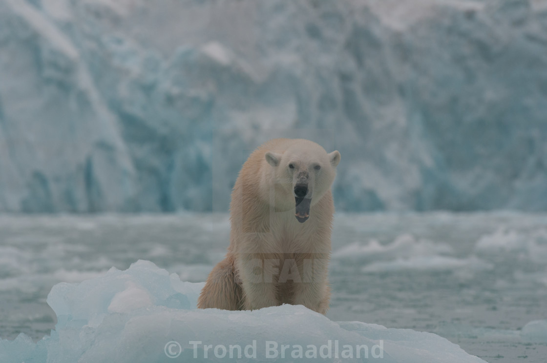 "Polar bear" stock image